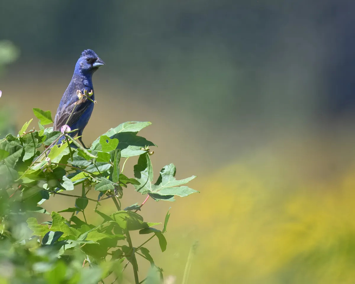 Blue Grosbeak