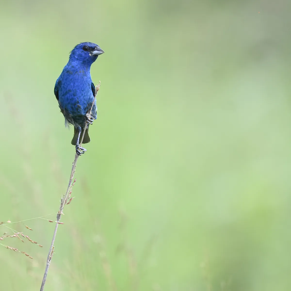 Indigo Bunting