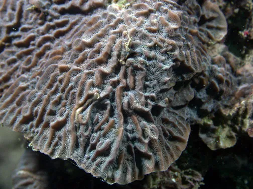 Corrugated Coral