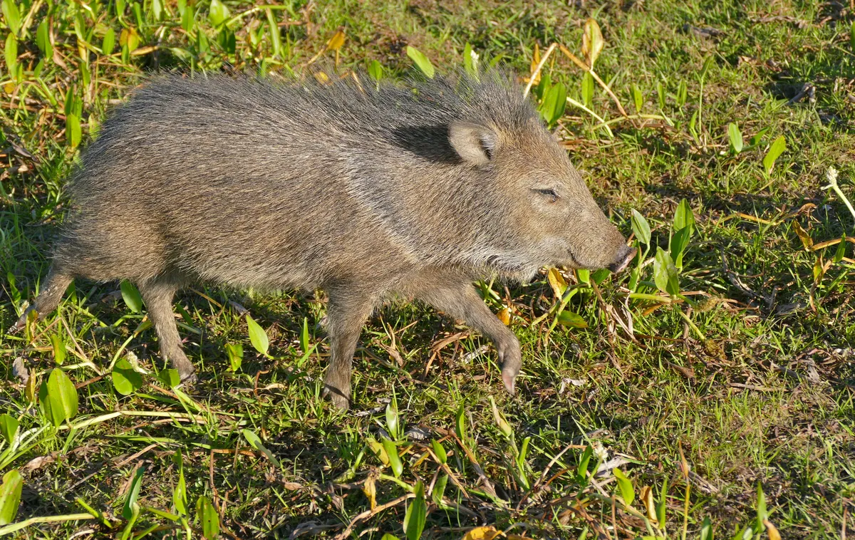 Collared Peccary