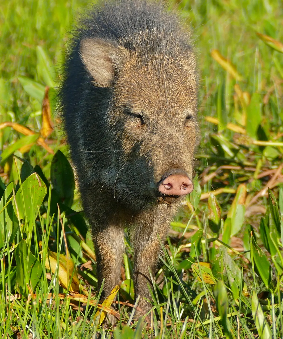Collared Peccary
