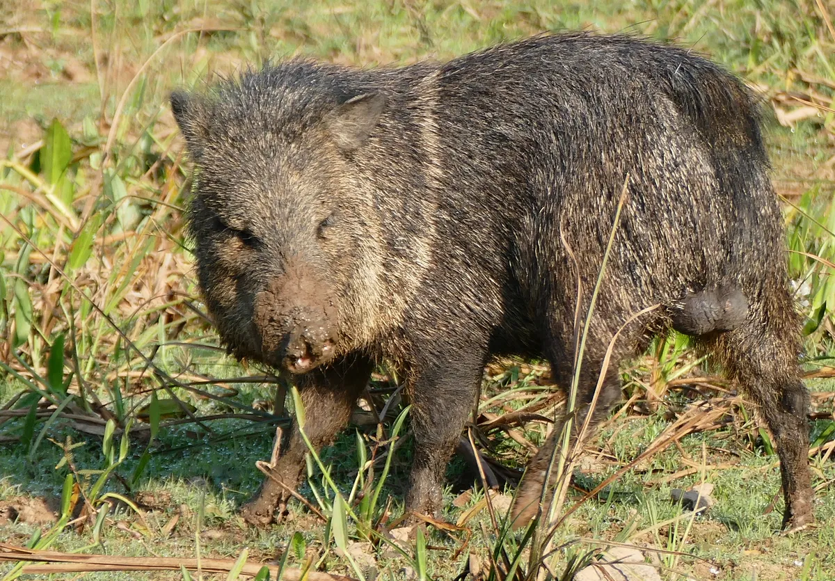 Collared Peccary