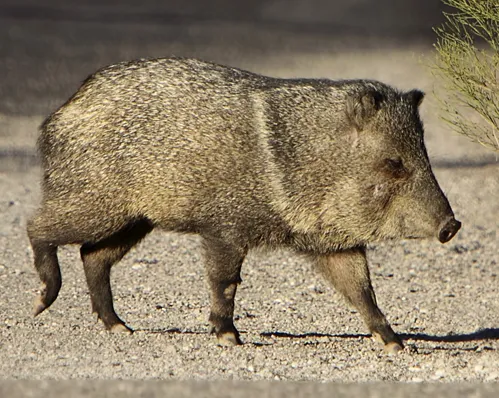 Collared Peccary