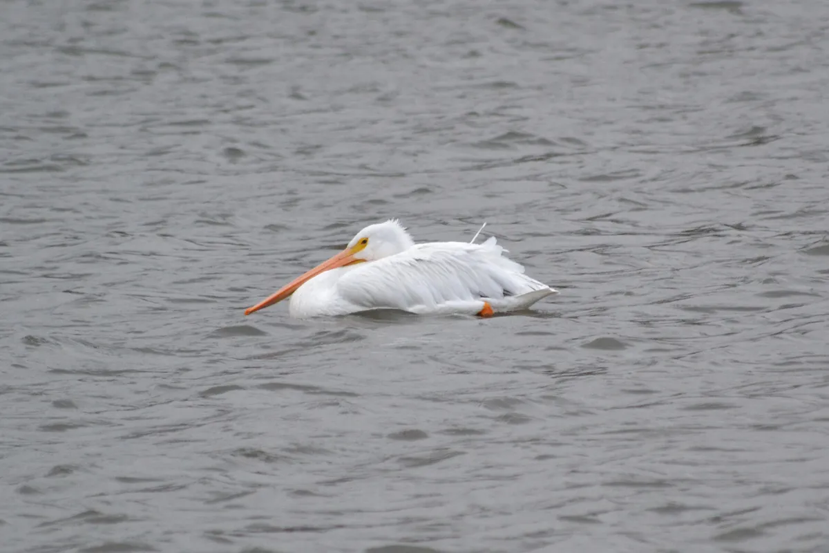 Pelícano Blanco Americano