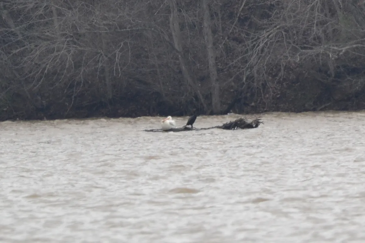Pelícano Blanco Americano