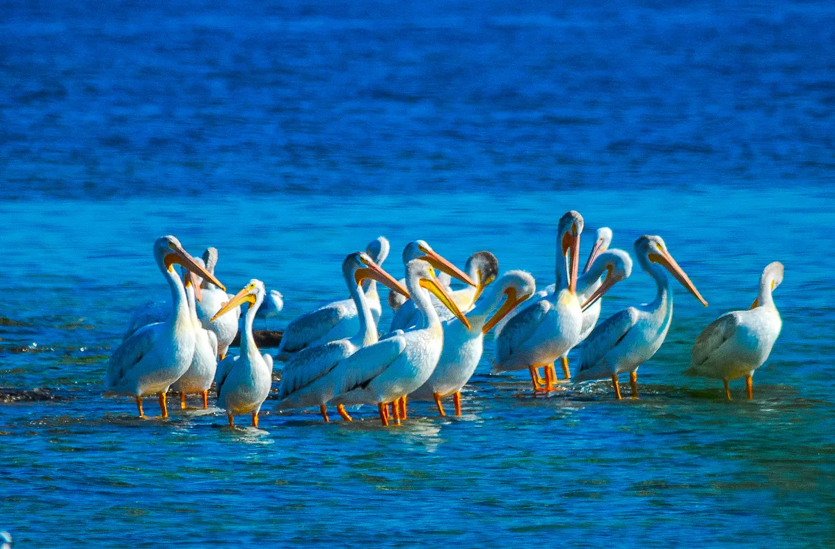 Pelícano Blanco Americano