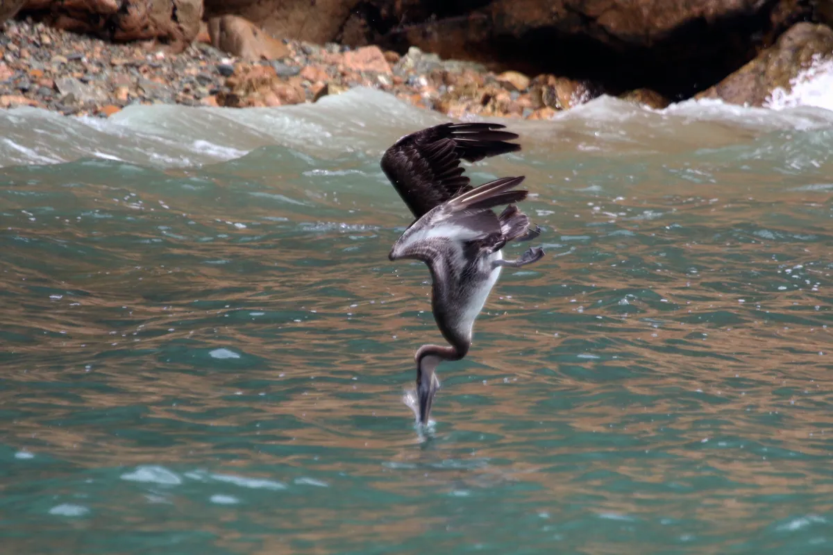 Brown Pelican