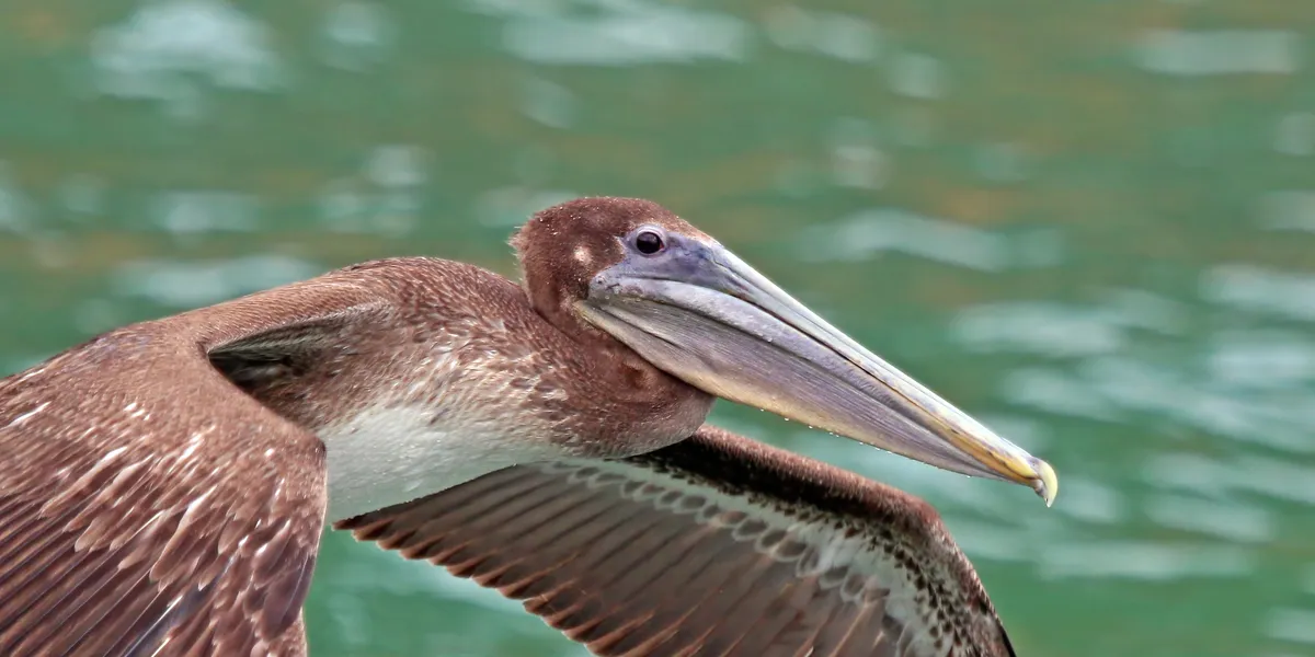 Brown Pelican