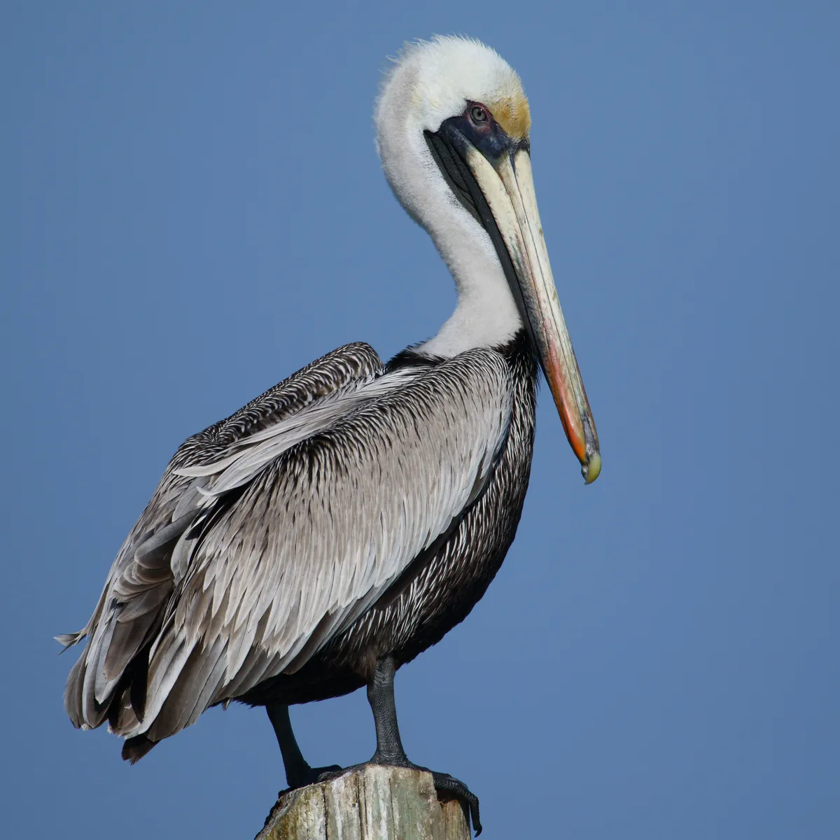 Brown Pelican