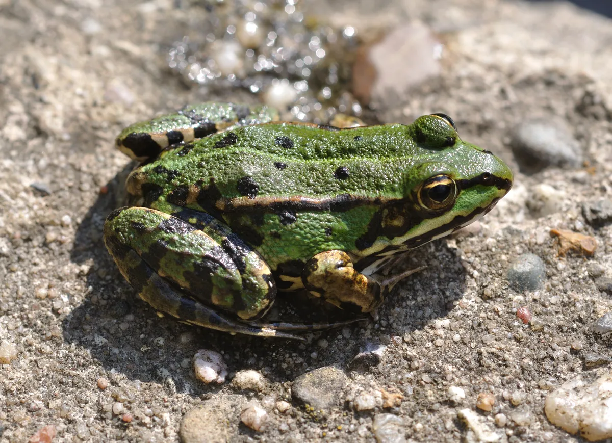 Marsh Frog