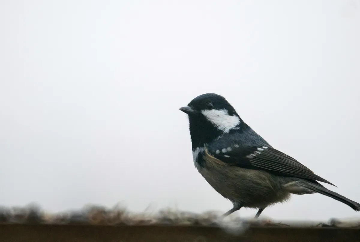 Carbonero Garrapinos