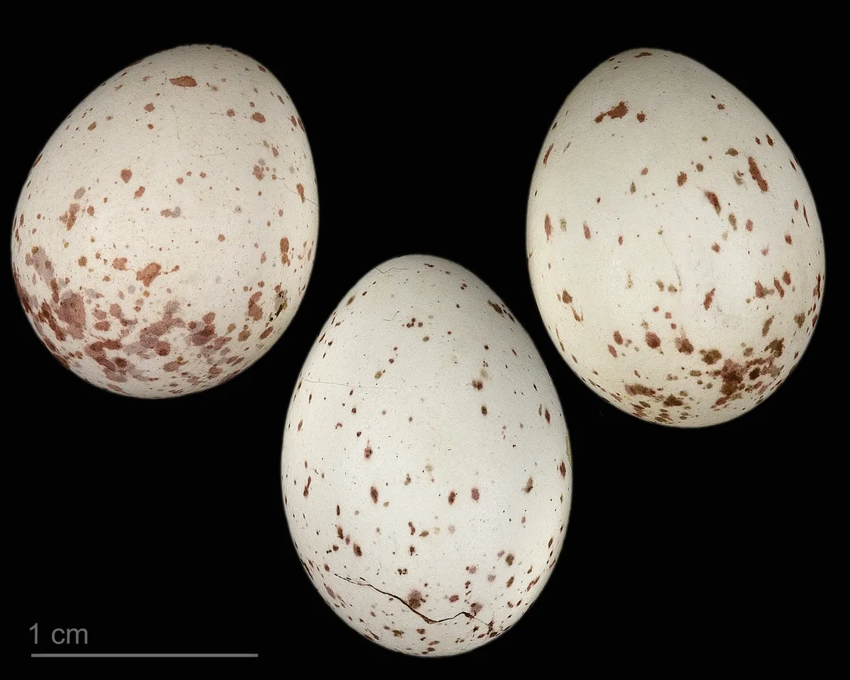 Carbonero Garrapinos