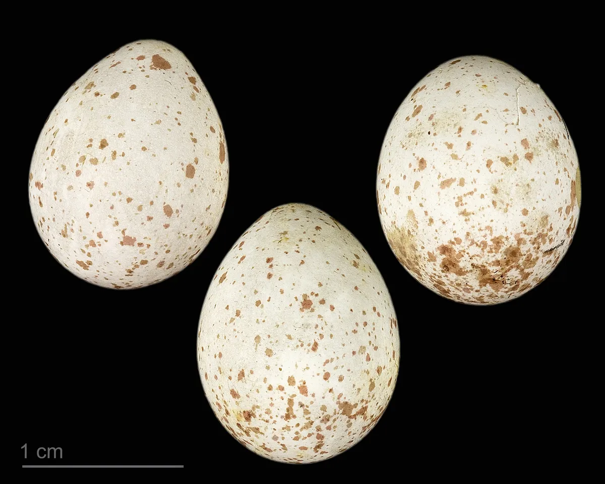 Carbonero Garrapinos