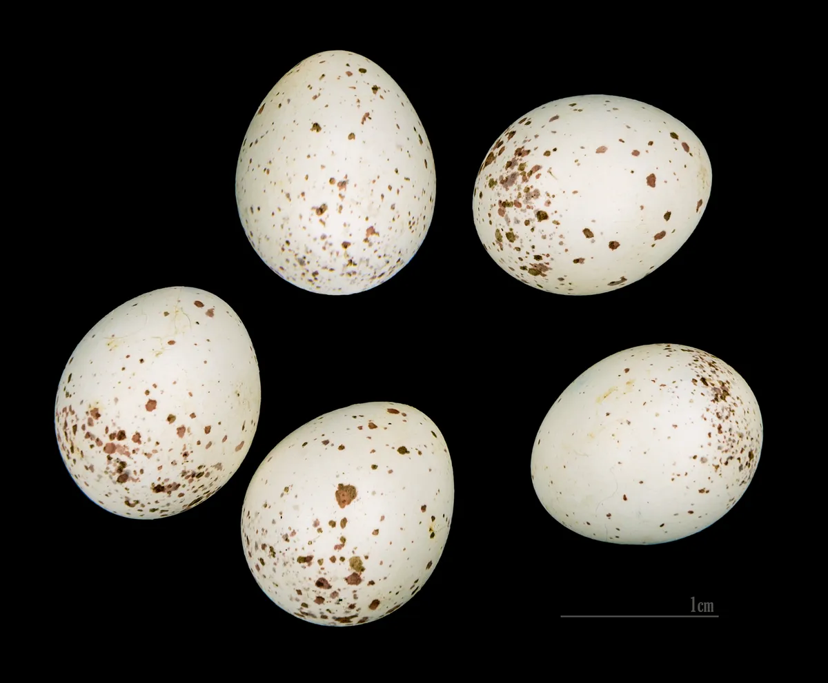 Carbonero Garrapinos