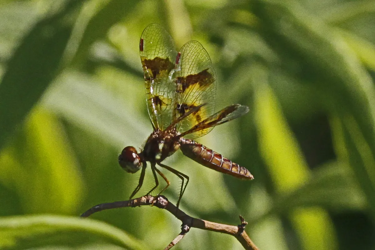 Libélula Ambarina del Este