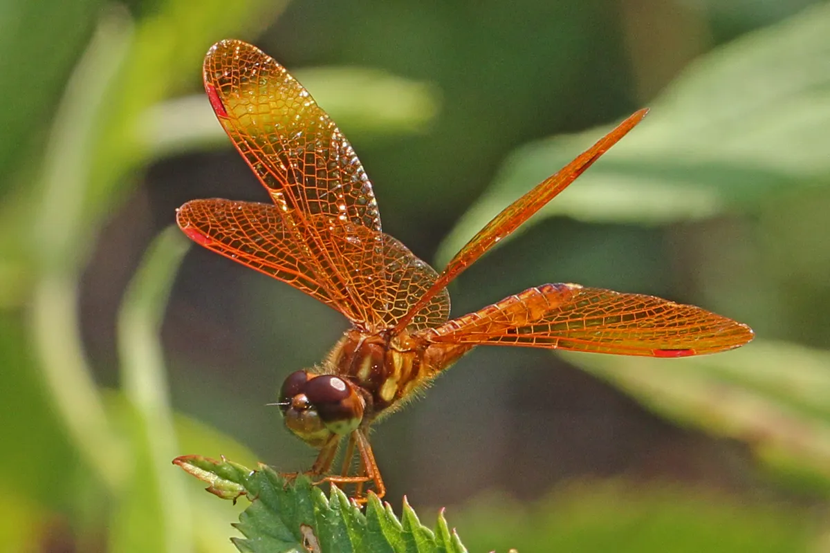 Libélula Ambarina del Este