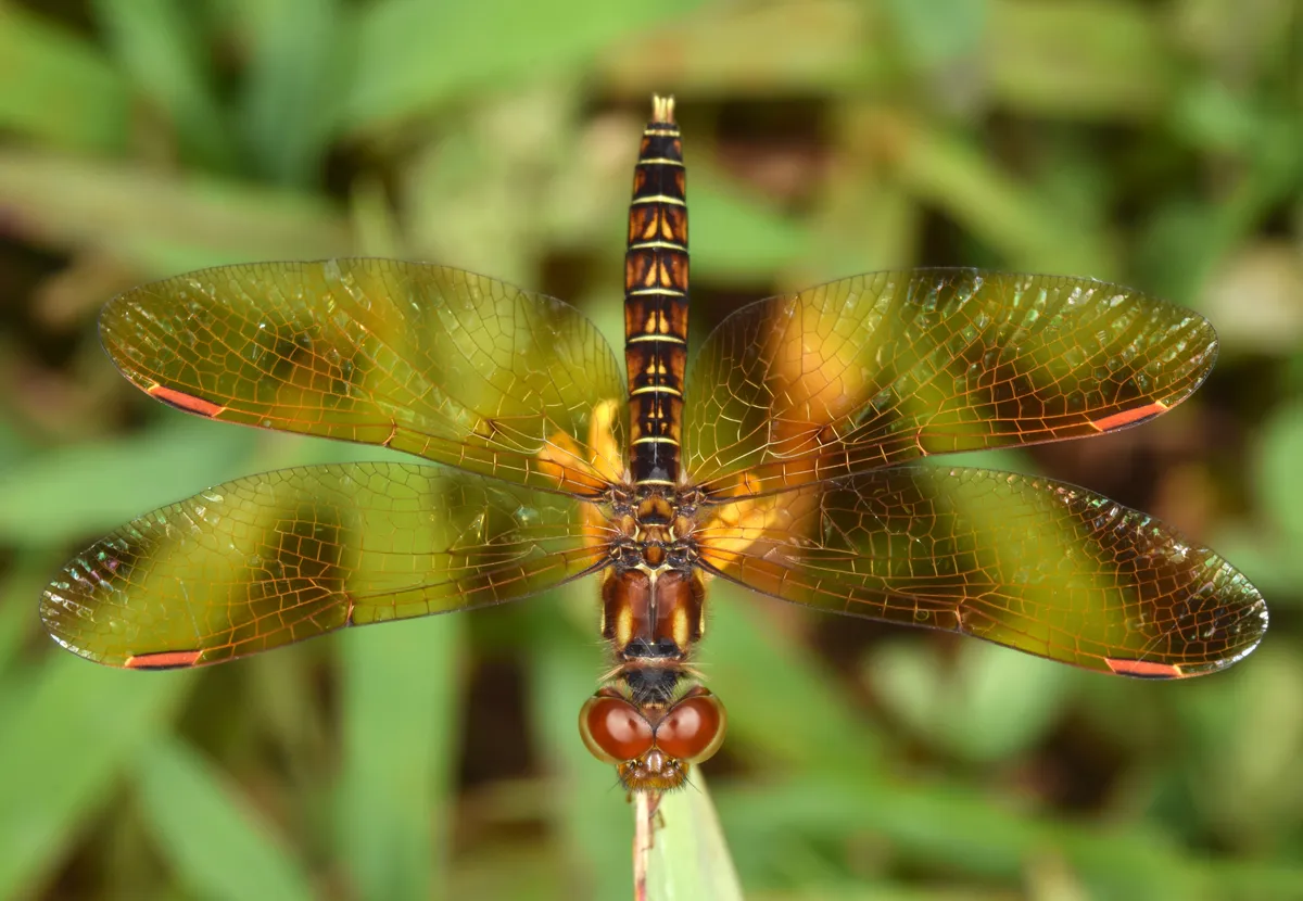 Libélula Ambarina del Este
