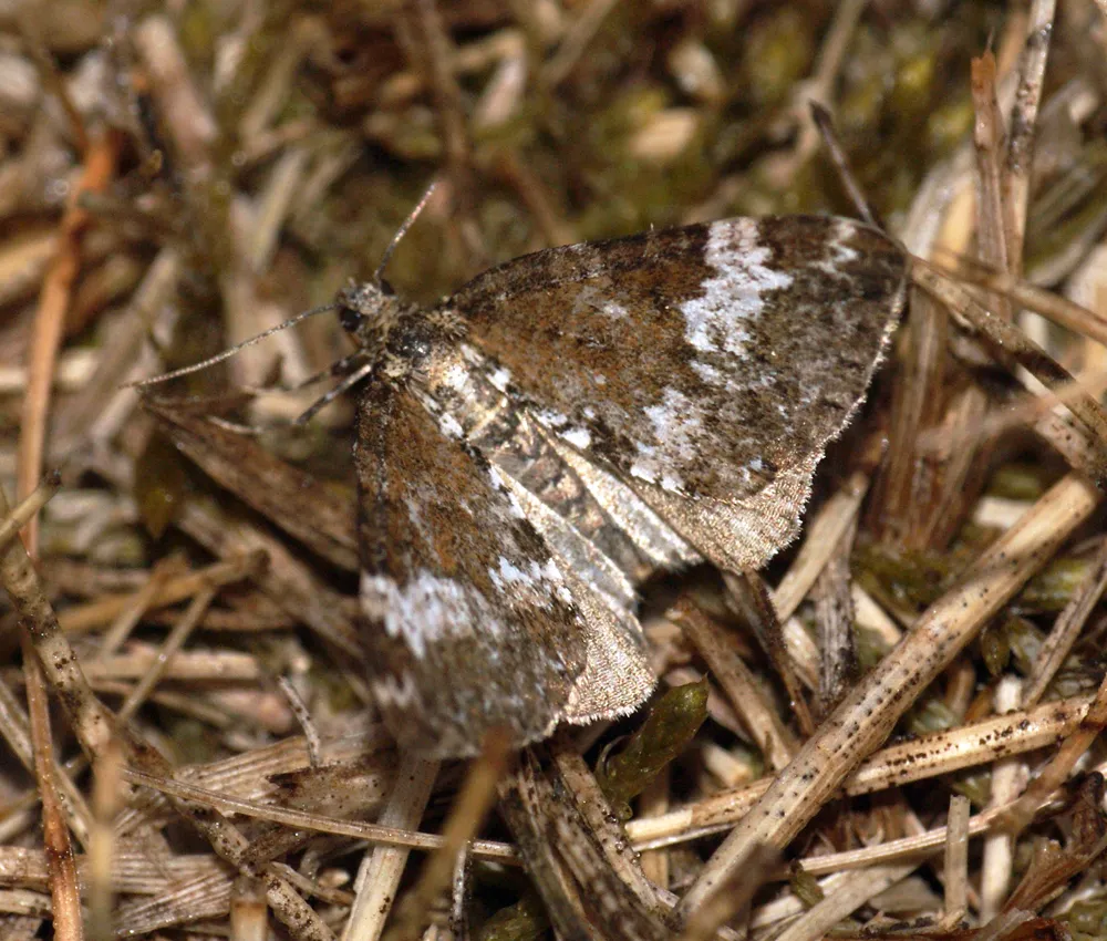 Perizoma alchemillata