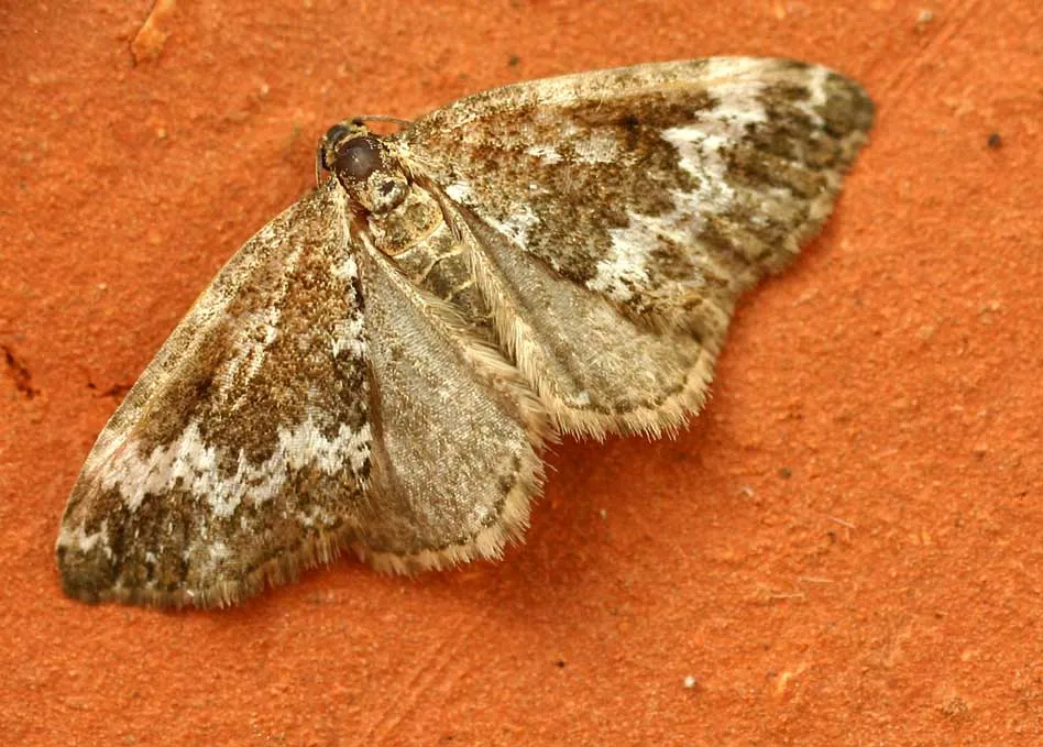 Looper Moth