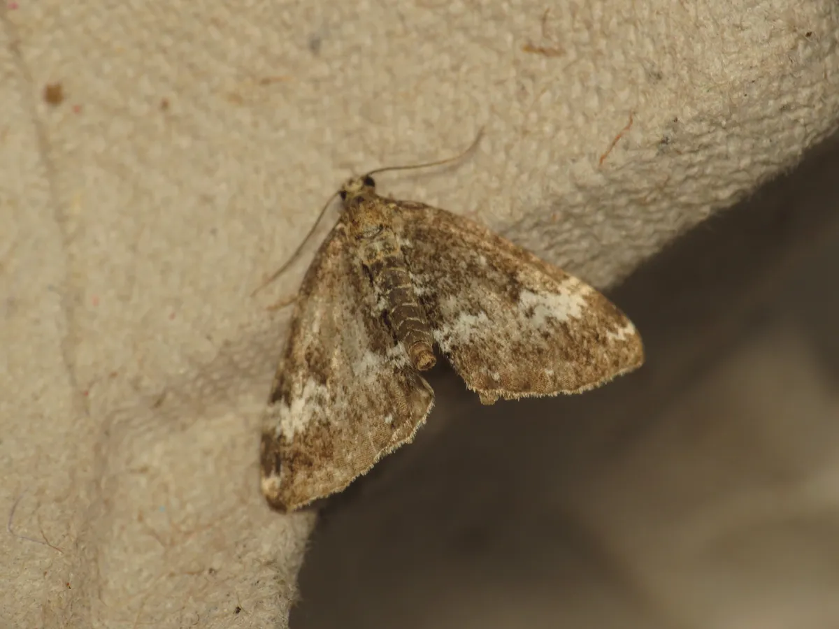 Looper Moth
