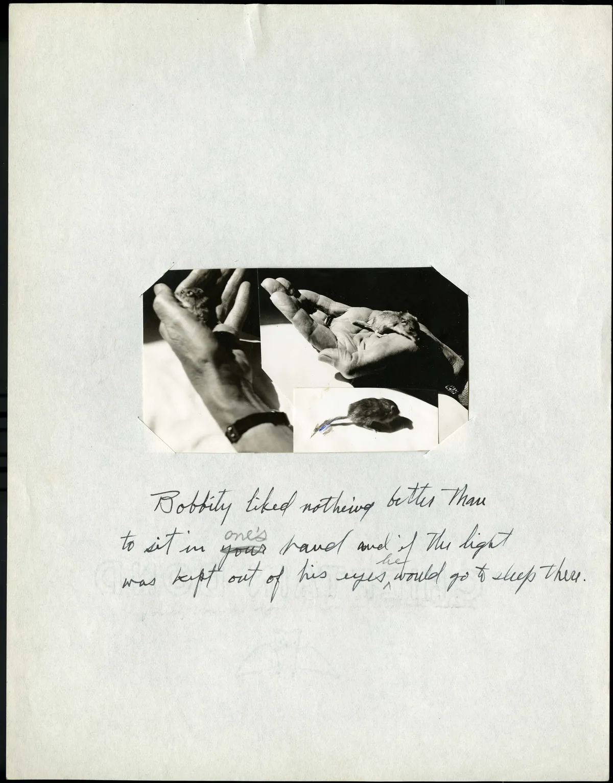 Ratón de Bolsillo Pequeño