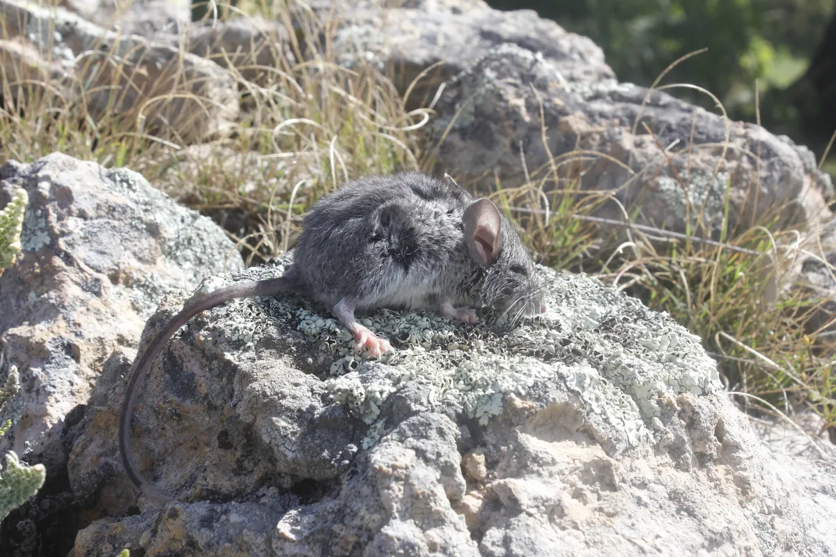 Southern Rock Deermouse