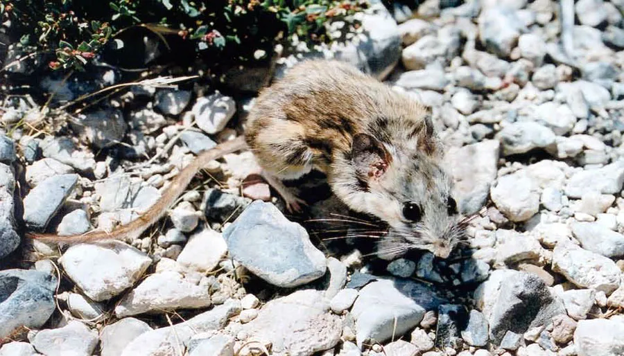 Peromyscus eremicus