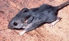 Cactus Deermouse