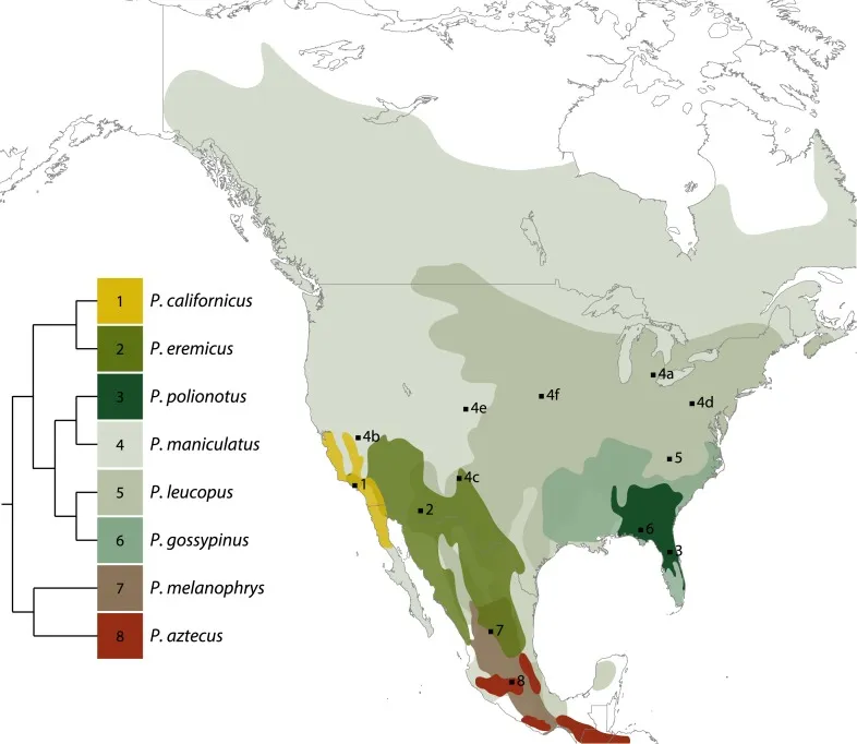 Peromyscus gossypinus