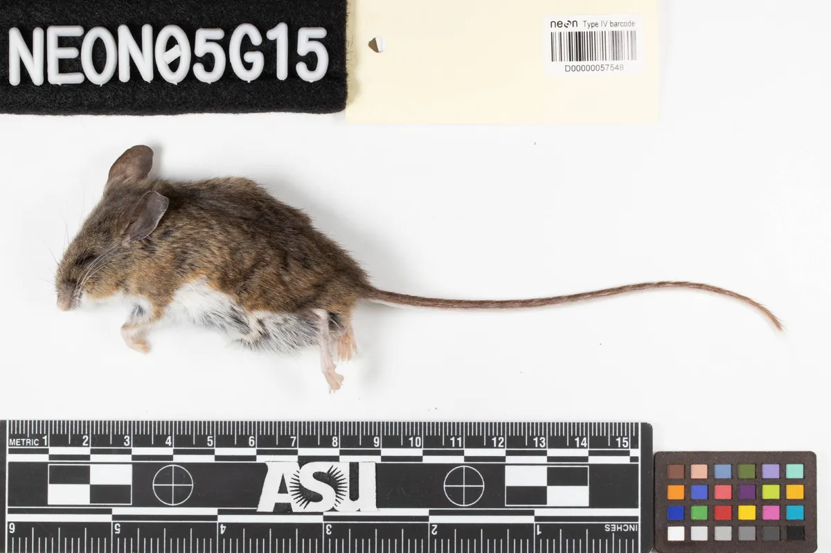 Northwestern Deermouse