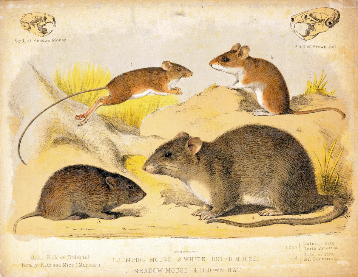 Peromyscus leucopus