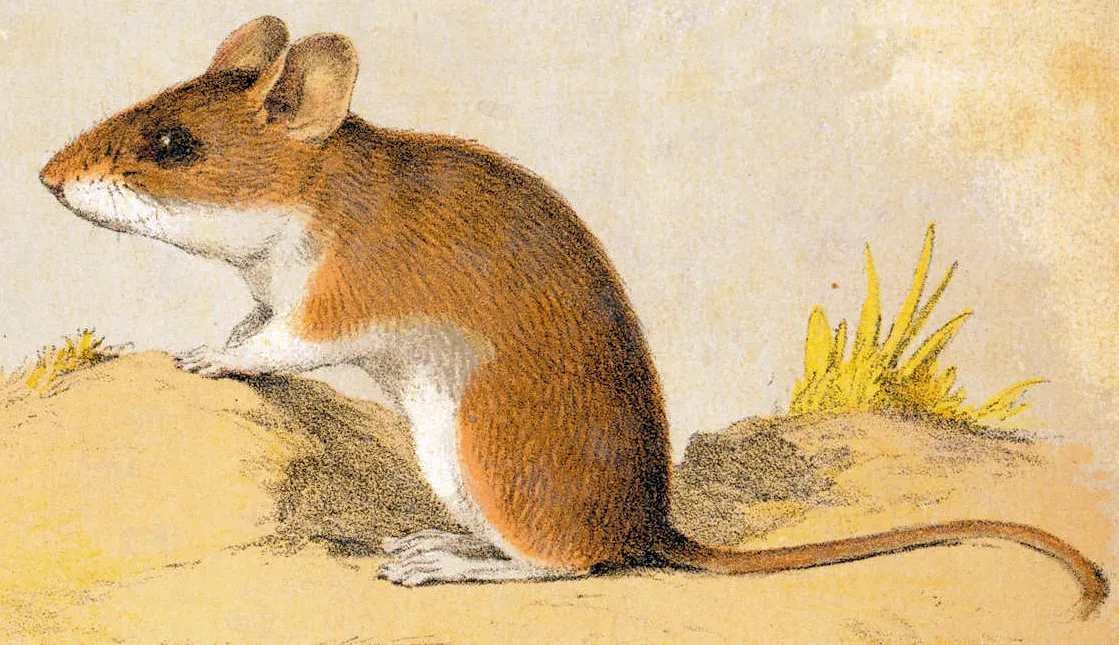 White-footed Mouse