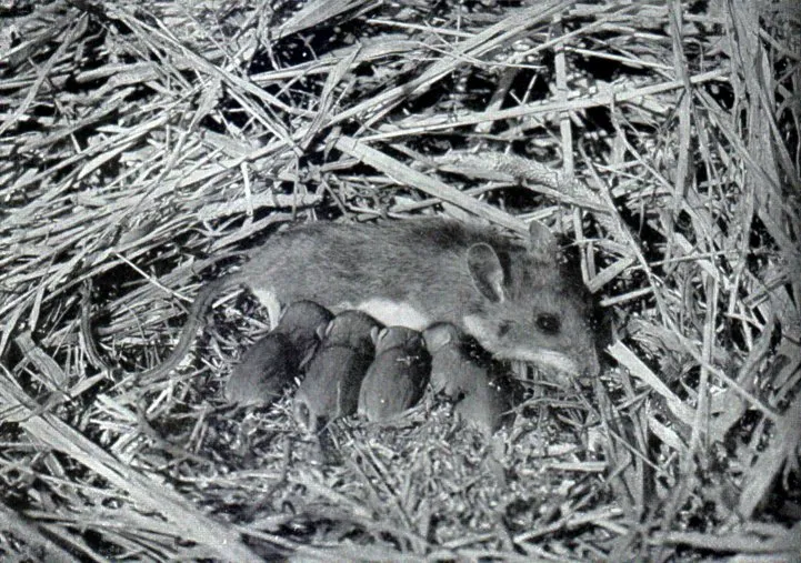 White-footed Mouse
