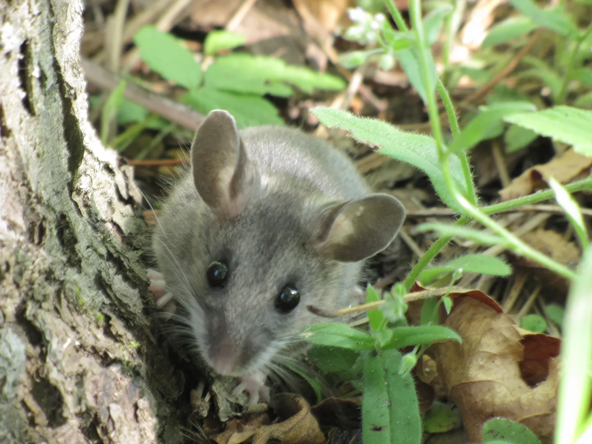 Deer Mouse