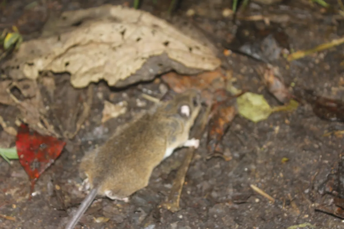 Mexican Deermouse