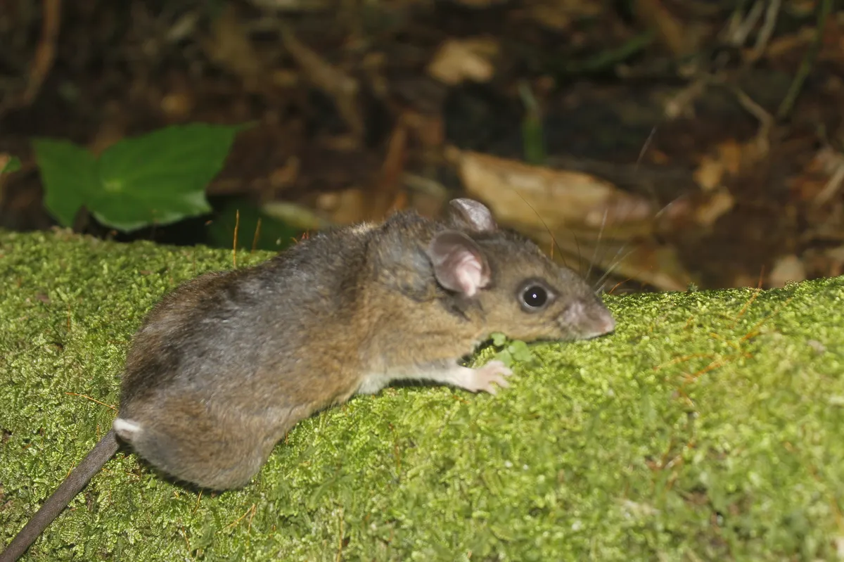 Mexican Deermouse