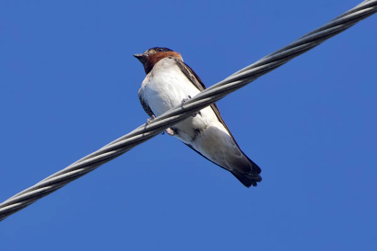 Petrochelidon pyrrhonota