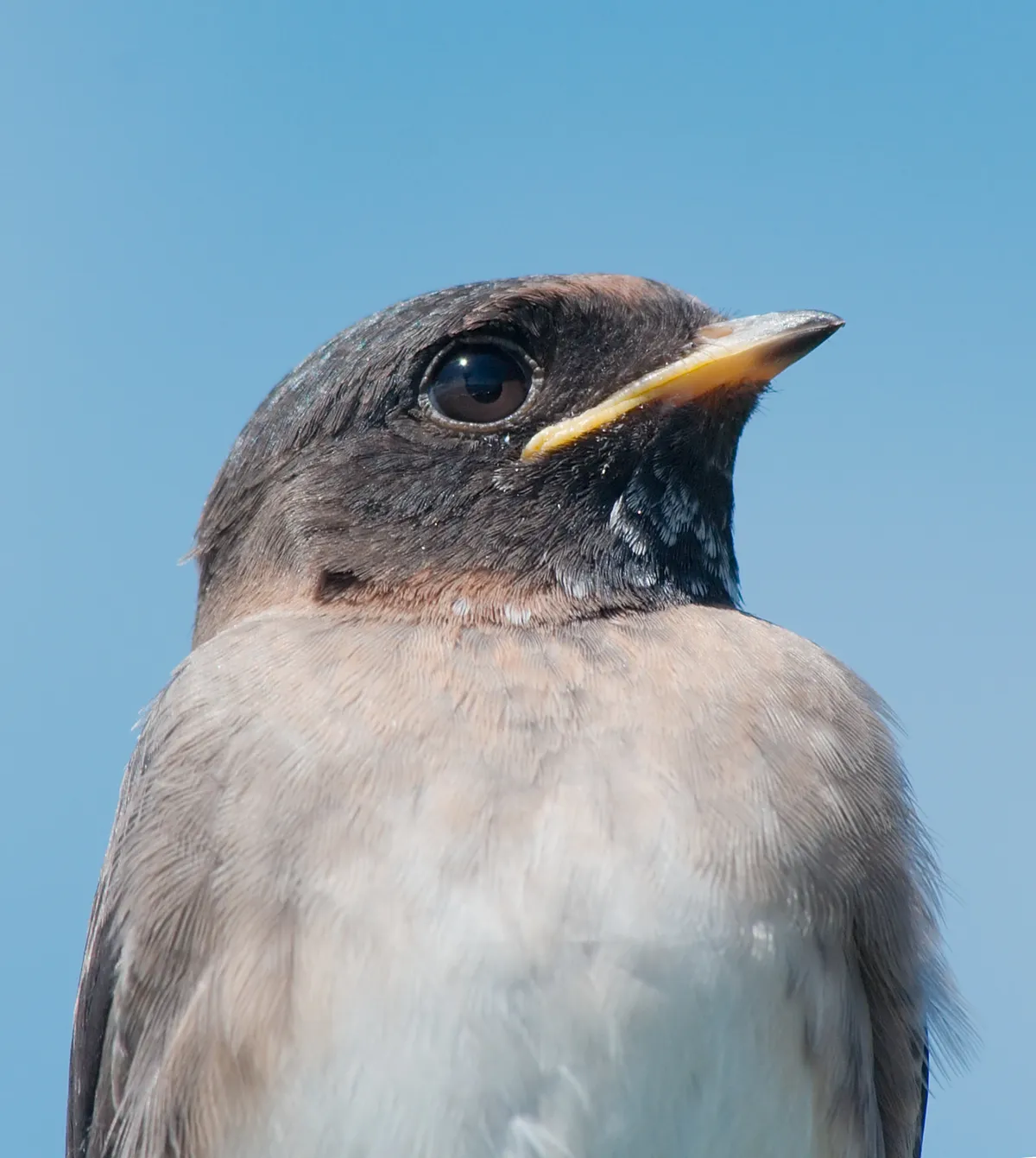 Cliff Swallow