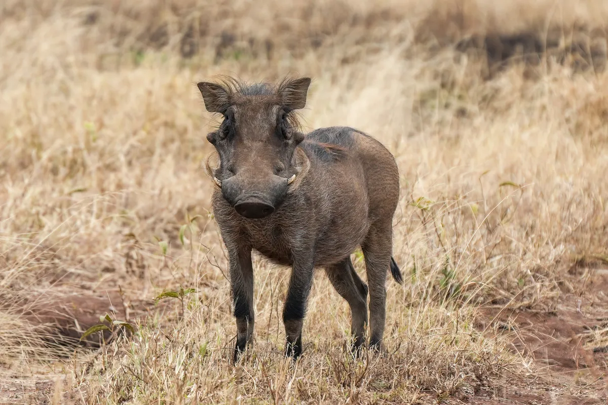Common Warthog