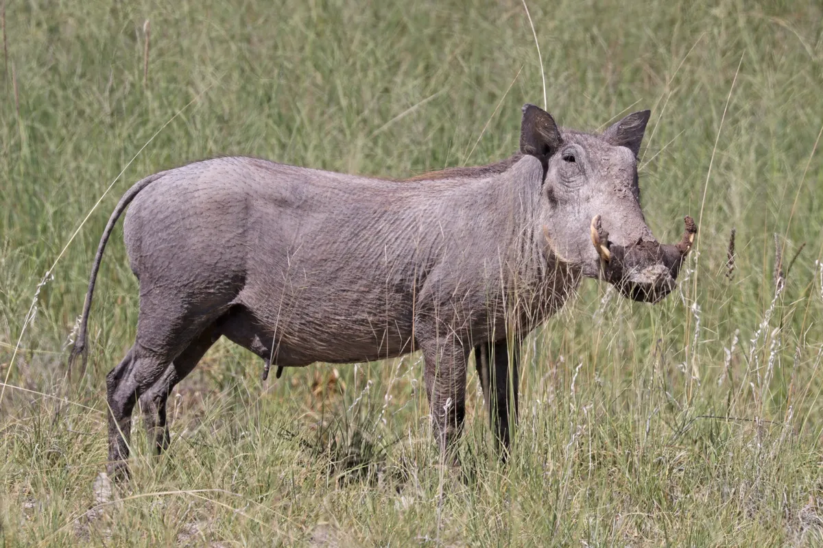 Common Warthog