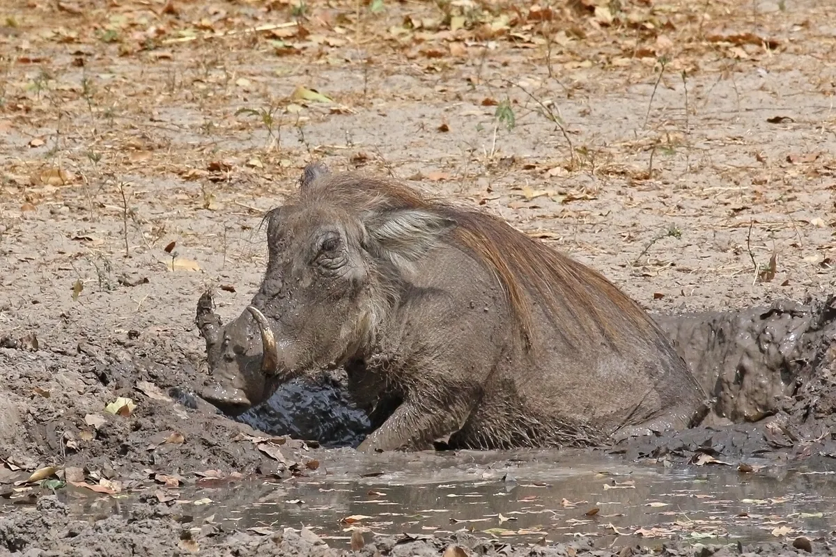 Common Warthog
