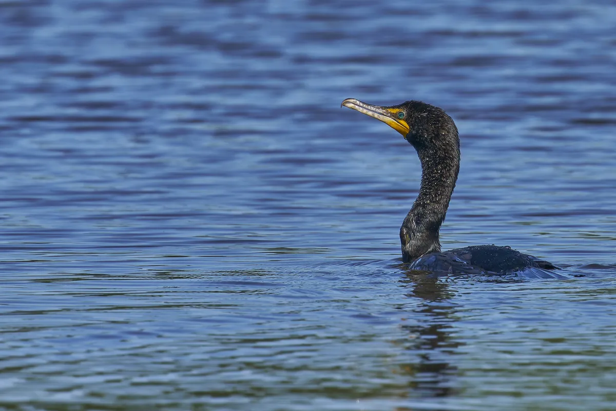 Phalacrocorax auritus