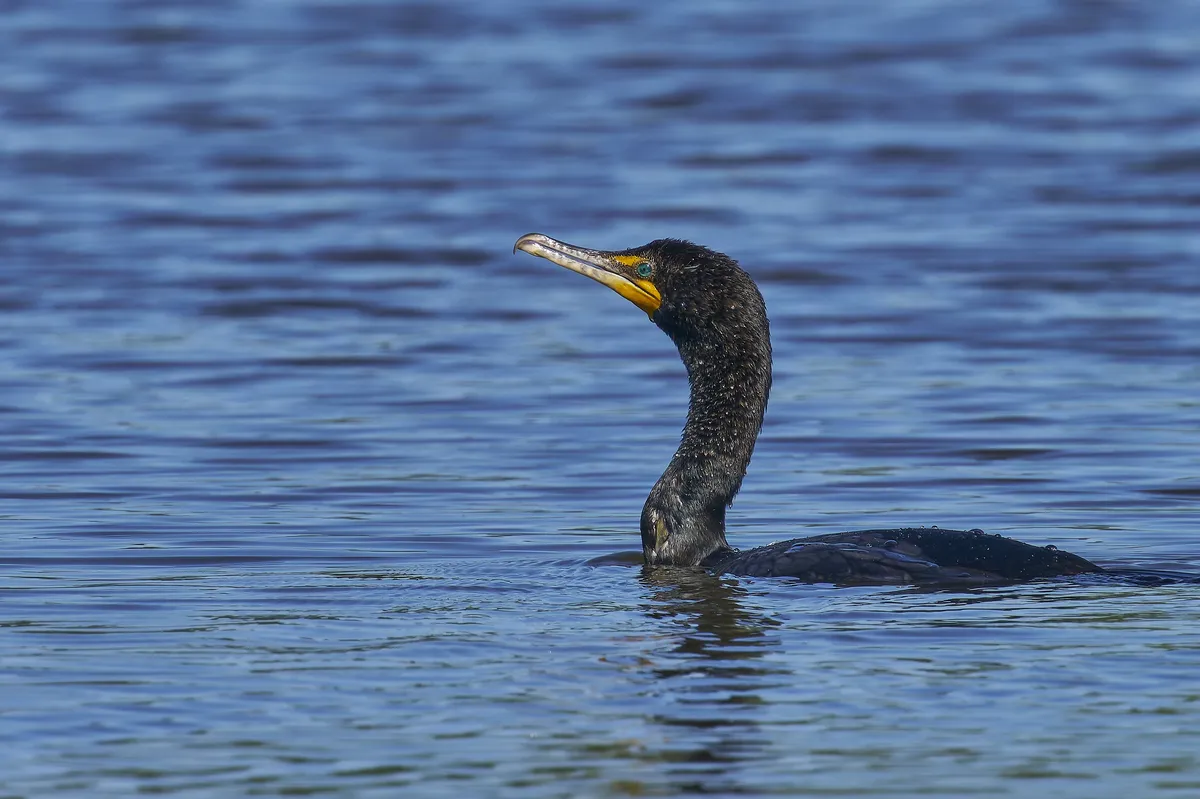 Double-crested Cormorant