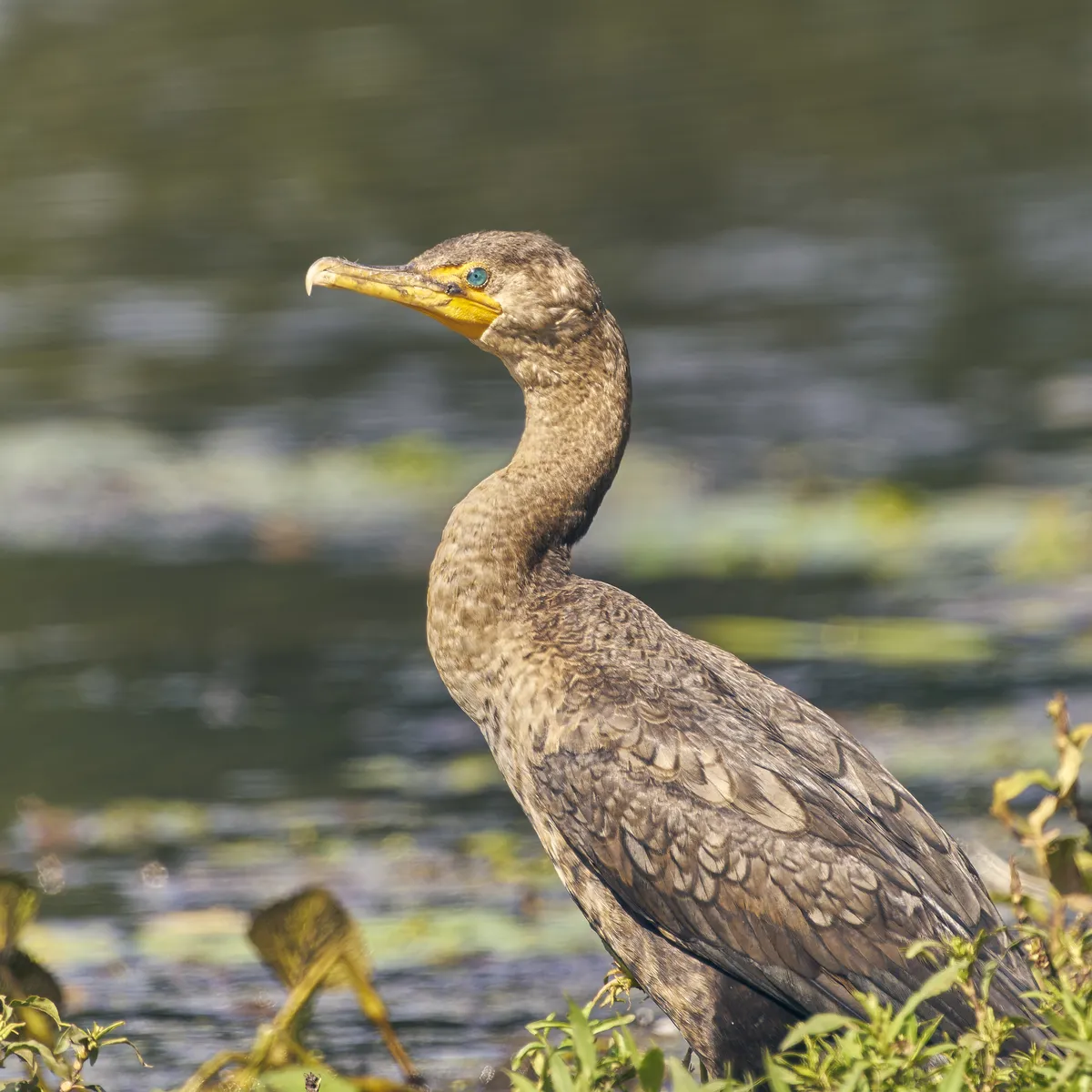 Double-crested Cormorant