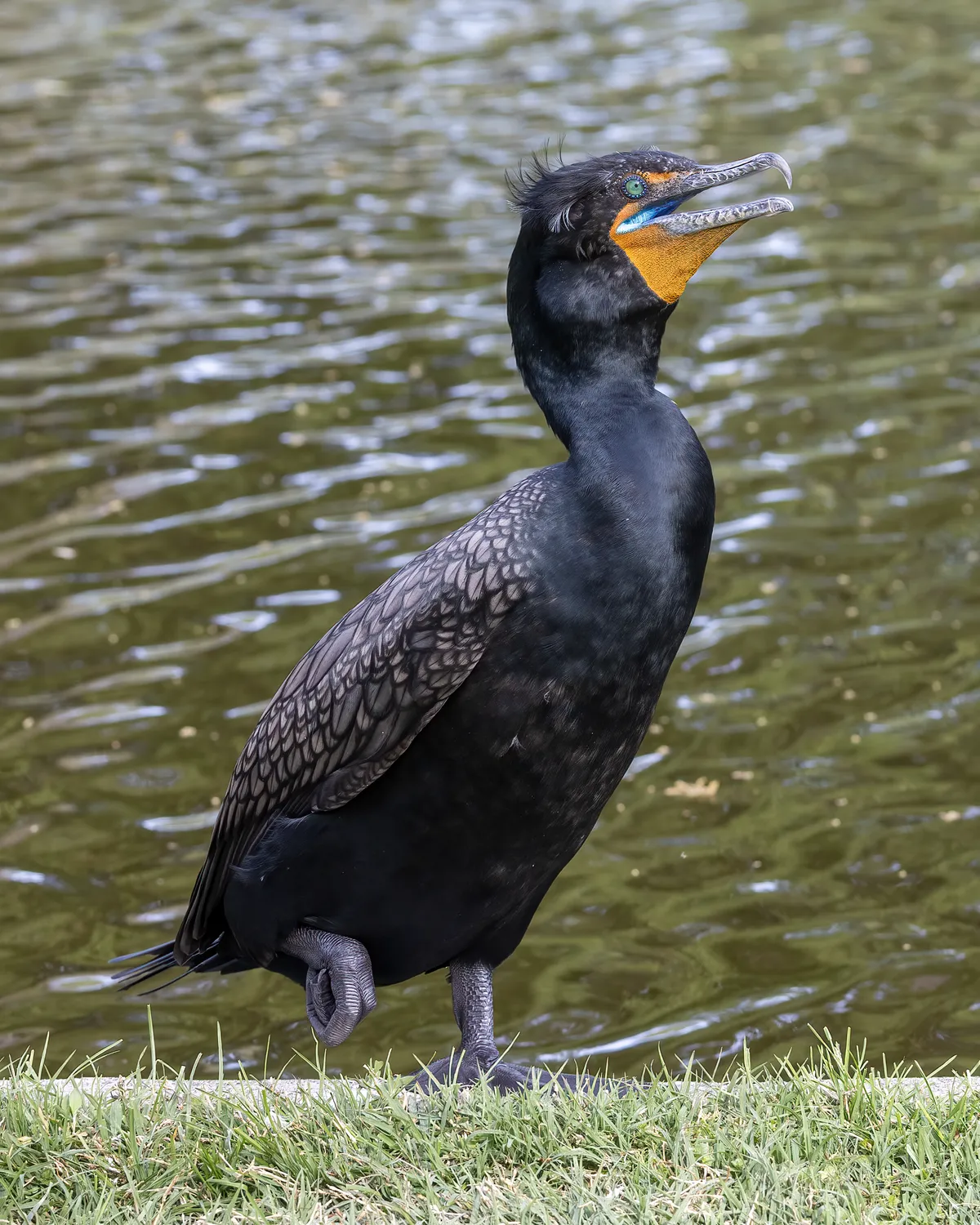Double-crested Cormorant