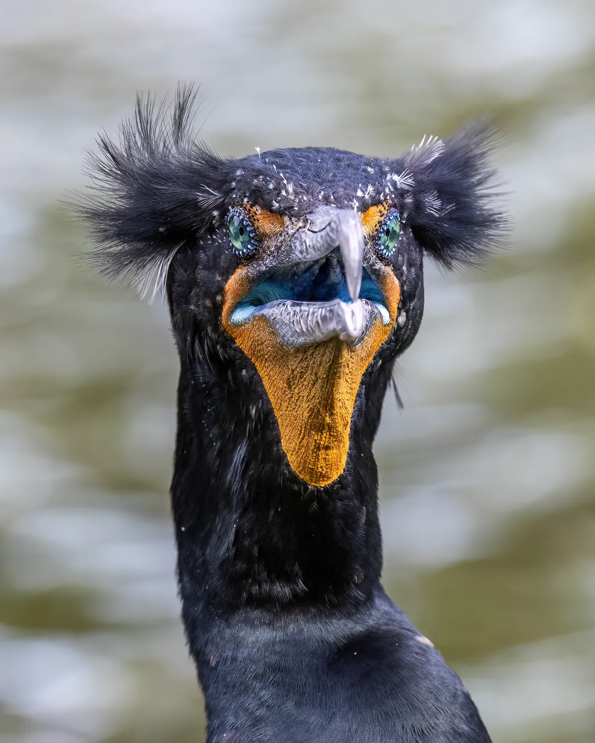 Double-crested Cormorant