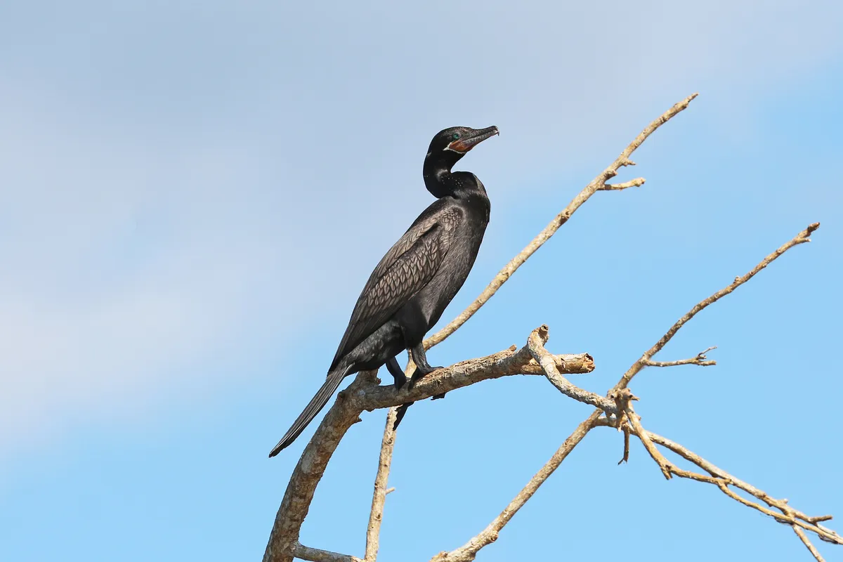 Cormorán Neotropical