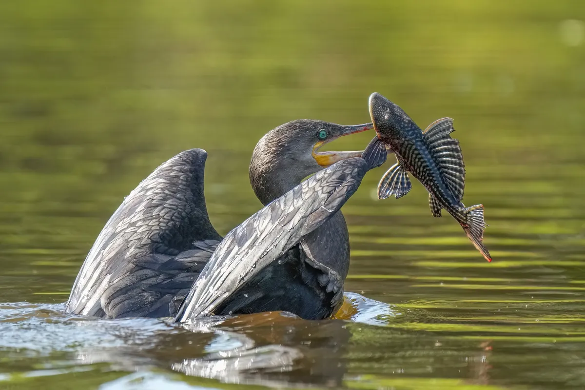 Cormorán Neotropical