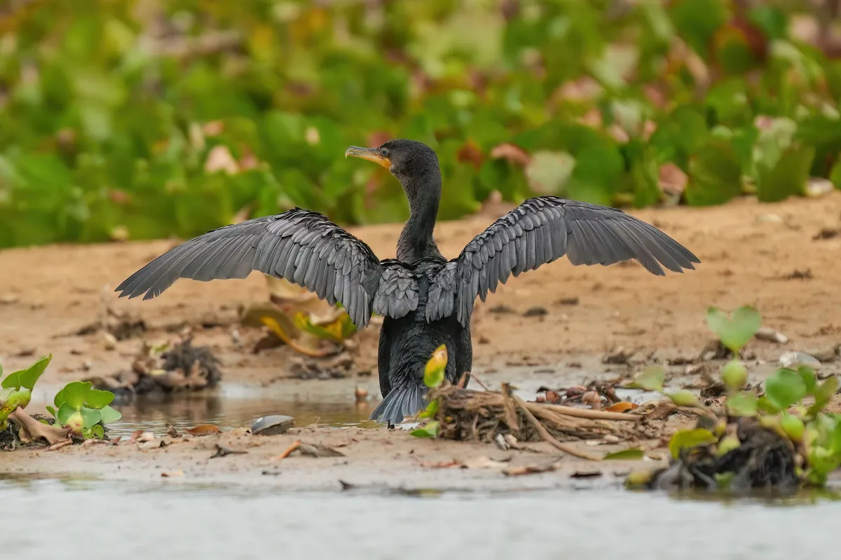 Cormorán Neotropical