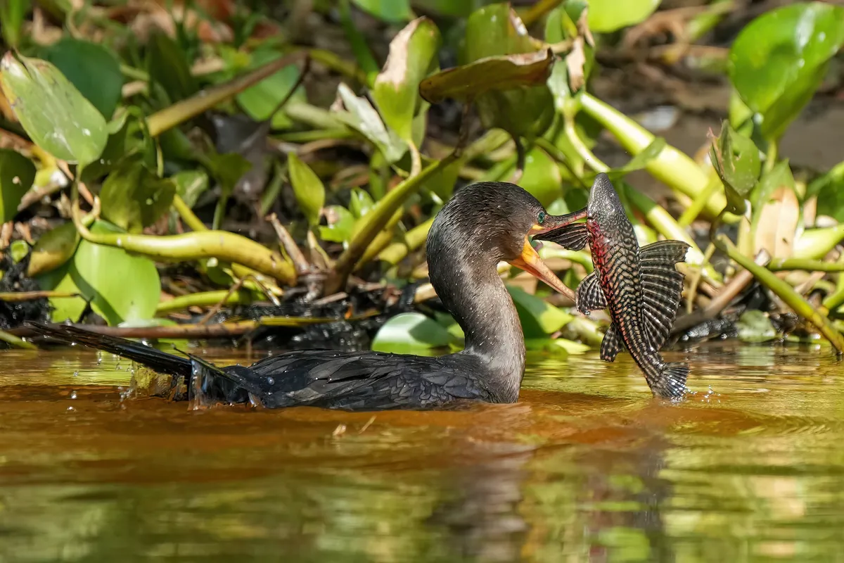 Cormorán Neotropical